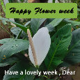 Happy Flower Week, White Flower.