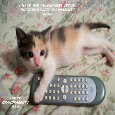 Grandparents Day Kitten.