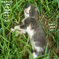 Labor Day Kitten.