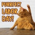 Purrfect Labor Day.