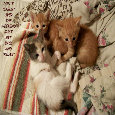 Labor Day Weekend Kittens.