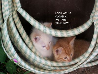 True Love Kittens.