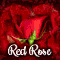 Red Rose Of Our True Love.