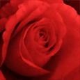 Love Is Precious!