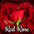 Red Rose Of Our True Love.