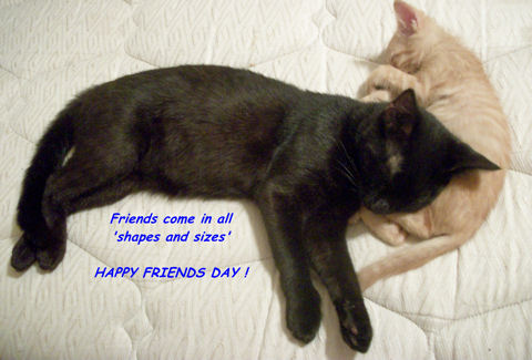 Friends’ Day Cats.