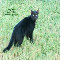 Friends%92 Day Black Cat.