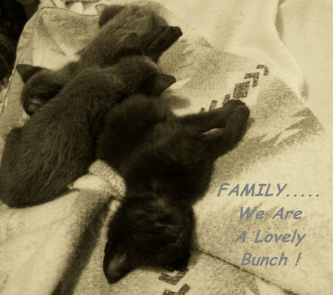We Are Family Kittens.