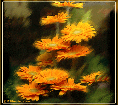 Yellow Gerberas...