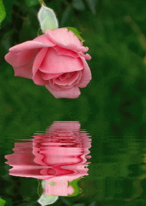 Rose And Water.