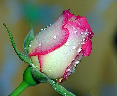 Pink Rose With Drops.