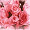 A Bunch Of Pink Roses!