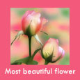 You Are The Most Beautiful Flower.