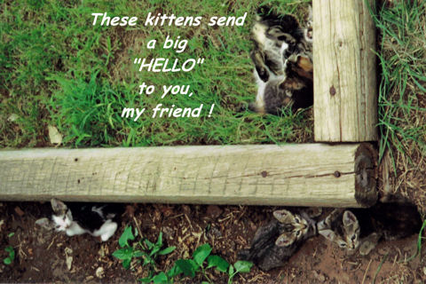 Friendship Hello Kittens.