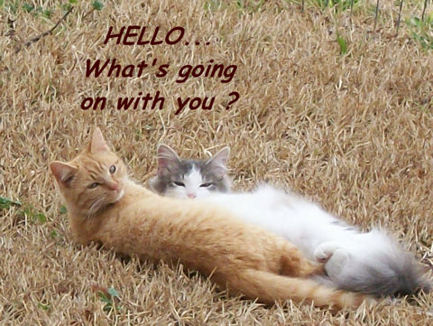 Friendship, Hello Cats!