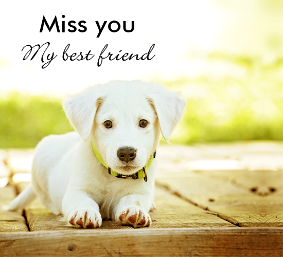 Miss You My Best Friend Puppy.