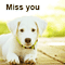 Miss You My Best Friend Puppy.