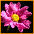 For A Special Friend.