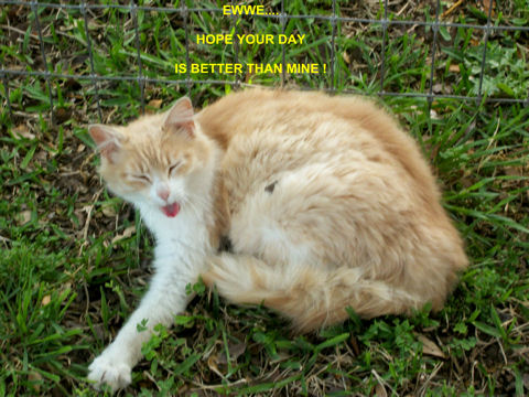 Cheer Up Kitty. Free Cheer Up eCards, Greeting Cards | 123 Greetings