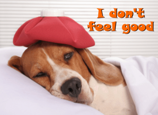 Doggy Needs To Get Well!