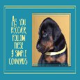 Funny Dog Lover Card To...