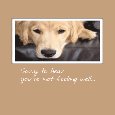 Send Get Well Cheer With This Retriever...
