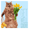 Get Well Soon Cat.