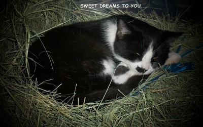 Sweet Dreams Kitty.