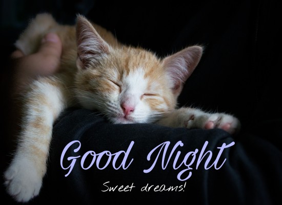 Good Night Wishes From Kitty.