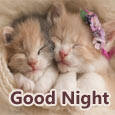 Everyday Good Night Cards, Free Everyday Good Night Wishes | 123 Greetings