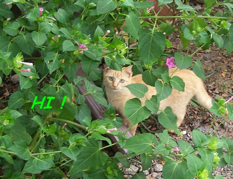 Kitty In Flowers Says, Hi! 