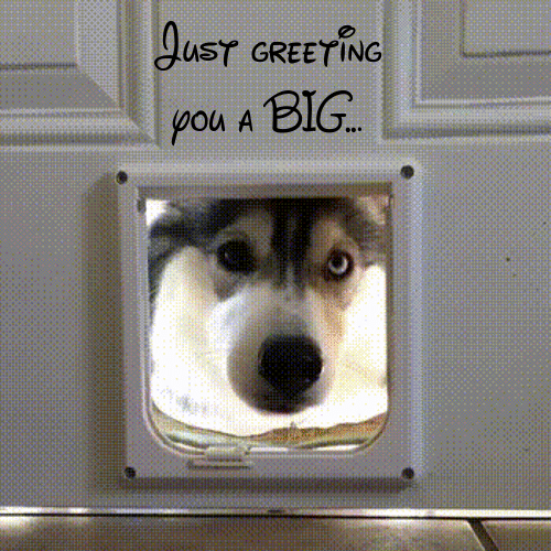 Doggy Greeting You A Big Hi.