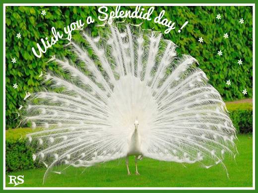 Wishing You A Splendid Day Today. Free Have a Great Day eCards | 123 ...