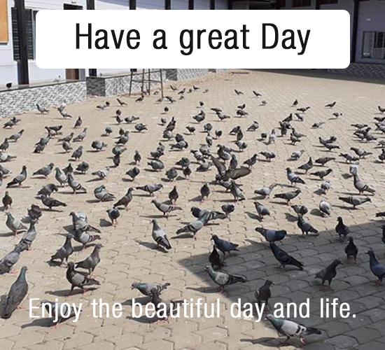 Have A Great Day, Pigeons...