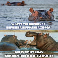Difference Between A Hippo & A Zippo?