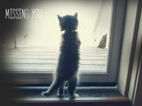 Sad Kitty Missing You Greetings.