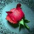 Tear Drops Not Dew Drops!