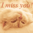 Miss You Kitty Cat.