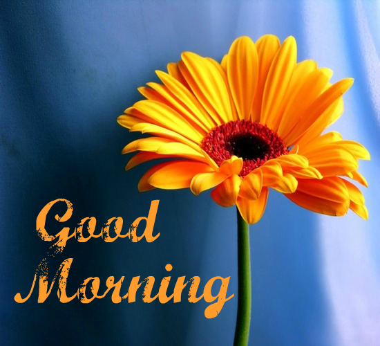 A Fresh Good Morning. Free Good Morning eCards, Greeting Cards | 123 ...