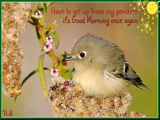 Chirpy Greetings For A New Day.