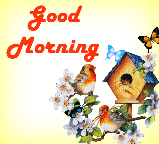 morning song birds