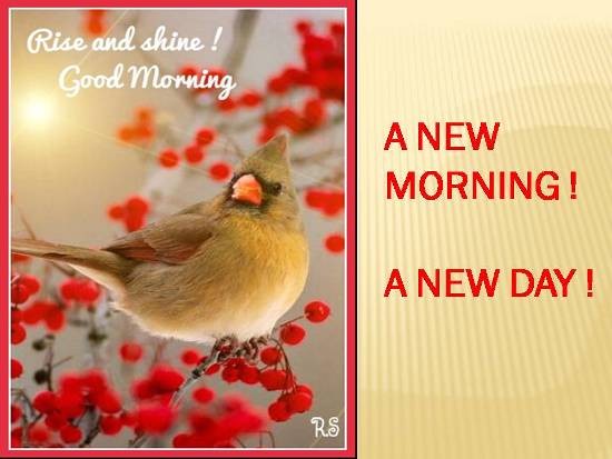 Greetings For A Wonderful Morning.