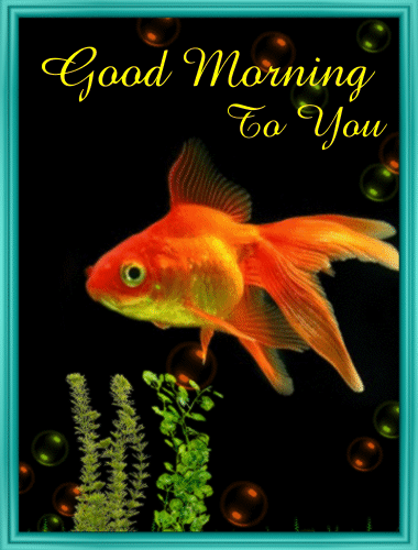 Gold Fish Says Good Morning!