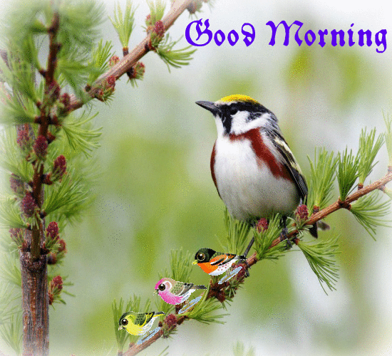 Beautiful Morning By Beautiful Birds.