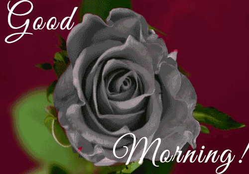 Good Morning With Beautiful Rose.