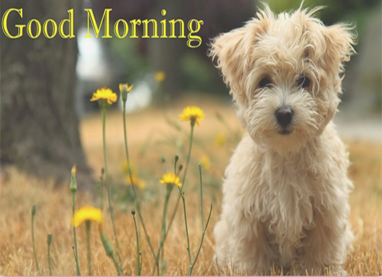 Hi! Have A Great Morning. Free Good Morning eCards, Greeting Cards ...