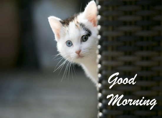 Good Morning Wish By Cute Kitty. Free Good Morning eCards | 123 Greetings