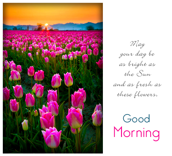 Bright Sun Bloomed Flowers Morning. Free Good Morning ...