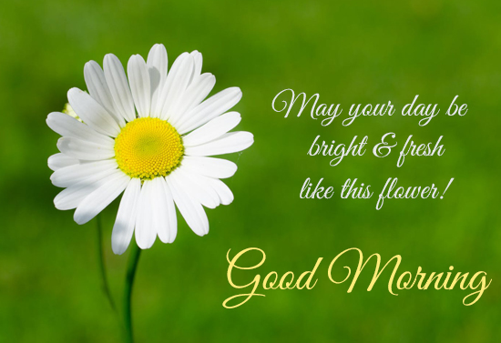 Fresh Bright Beautiful Morning. Free Good Morning eCards, Greeting ...