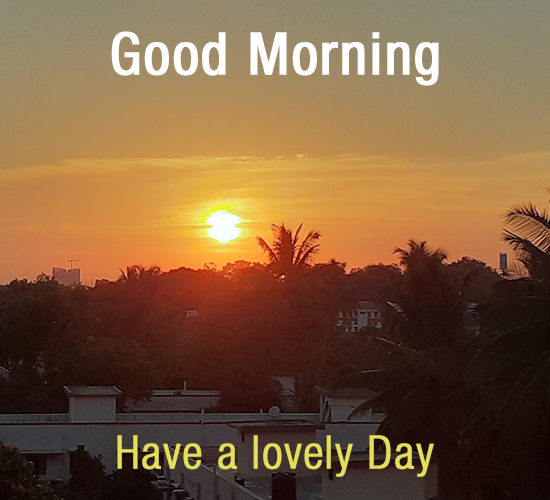 Good Morning Sun, Palm...